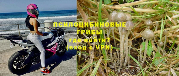 прущие грибы Балахна