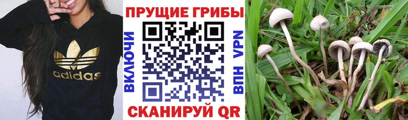 Псилоцибиновые грибы Psilocybine cubensis  Купить  Уварово 
